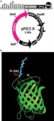 Biochemical and Molecular Characterization of Pichia pastoris Cells Expressing Multiple TMOF Genes (tmfA) for Mosquito Larval Control